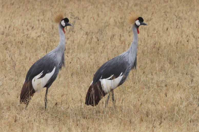 crowned cranes